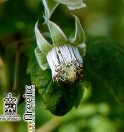 Frambuesa (Rubus idaeus L.) - Cuajado del Fruto_2.jpg